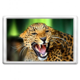 Магнит 45*70 с принтом Леопард в Тюмени, Пластик | Размер: 78*52 мм; Размер печати: 70*45 | animal | leopard | look | predator | spotted | wild | взгляд | дикий | животное | леопард | пятнистый | хищник