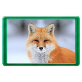 Магнит 45*70 с принтом Лиса в Тюмени, Пластик | Размер: 78*52 мм; Размер печати: 70*45 | animal | fox | look | predator | red | sly | wild | взгляд | дикая | животное | лиса | рыжая | хитрая | хищник