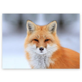 Поздравительная открытка с принтом Лиса в Тюмени, 100% бумага | плотность бумаги 280 г/м2, матовая, на обратной стороне линовка и место для марки
 | animal | fox | look | predator | red | sly | wild | взгляд | дикая | животное | лиса | рыжая | хитрая | хищник