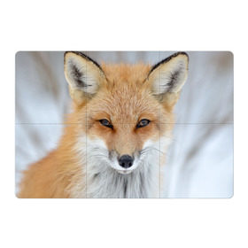 Магнитный плакат 3Х2 с принтом Лиса в Тюмени, Полимерный материал с магнитным слоем | 6 деталей размером 9*9 см | animal | baby | fox | look | predator | red | sly | wild | взгляд | дикая | животное | лиса | малыш | рыжая | хитрая | хищник