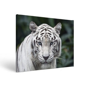 Холст прямоугольный с принтом Белый тигр в Тюмени, 100% ПВХ |  | animal | jungle | look | predator | tiger | white | wild | белый | взгляд | джунгли | дикий | животное | тигр | хищник