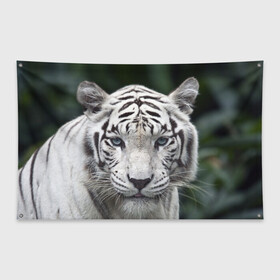 Флаг-баннер с принтом Белый тигр в Тюмени, 100% полиэстер | размер 67 х 109 см, плотность ткани — 95 г/м2; по краям флага есть четыре люверса для крепления | animal | jungle | look | predator | tiger | white | wild | белый | взгляд | джунгли | дикий | животное | тигр | хищник