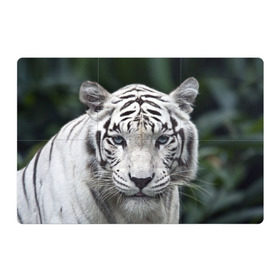 Магнитный плакат 3Х2 с принтом Белый тигр в Тюмени, Полимерный материал с магнитным слоем | 6 деталей размером 9*9 см | Тематика изображения на принте: animal | jungle | look | predator | tiger | white | wild | белый | взгляд | джунгли | дикий | животное | тигр | хищник