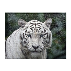 Обложка для студенческого билета с принтом Белый тигр в Тюмени, натуральная кожа | Размер: 11*8 см; Печать на всей внешней стороне | animal | jungle | look | predator | tiger | white | wild | белый | взгляд | джунгли | дикий | животное | тигр | хищник