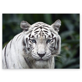 Поздравительная открытка с принтом Белый тигр в Тюмени, 100% бумага | плотность бумаги 280 г/м2, матовая, на обратной стороне линовка и место для марки
 | Тематика изображения на принте: animal | jungle | look | predator | tiger | white | wild | белый | взгляд | джунгли | дикий | животное | тигр | хищник