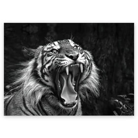 Поздравительная открытка с принтом Тигр в Тюмени, 100% бумага | плотность бумаги 280 г/м2, матовая, на обратной стороне линовка и место для марки
 | animal | black   white | fangs | jaws | jungle | predator | teeth | tiger | wild | джунгли | дикий | животное | клыки | оскал | пасть | тигр | хищник | черно   белый