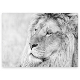 Поздравительная открытка с принтом Лев в Тюмени, 100% бумага | плотность бумаги 280 г/м2, матовая, на обратной стороне линовка и место для марки
 | Тематика изображения на принте: animal | black   white | king | lion | look | predator | wild | взгляд | дикий | животное | зверь | лев | хищник | царь | черно   белый