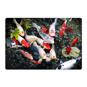 Магнитный плакат 3Х2 с принтом Koi Fish (карпы кои) в Тюмени, Полимерный материал с магнитным слоем | 6 деталей размером 9*9 см | Тематика изображения на принте: bright | brocade | carp | color | decorative | depth | exotic | fish | koi | koi fish | sea | water | вода | глубина | декоративные | карпы | кои | море | парчовый | рыбки | цвет | экзотические | яркий