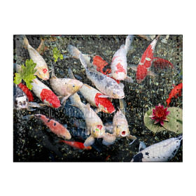 Обложка для студенческого билета с принтом Koi Fish (карпы кои) в Тюмени, натуральная кожа | Размер: 11*8 см; Печать на всей внешней стороне | bright | brocade | carp | color | decorative | depth | exotic | fish | koi | koi fish | sea | water | вода | глубина | декоративные | карпы | кои | море | парчовый | рыбки | цвет | экзотические | яркий