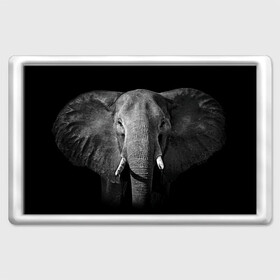 Магнит 45*70 с принтом Слон в Тюмени, Пластик | Размер: 78*52 мм; Размер печати: 70*45 | animal | big | black   white | elephant | wild | большой | дикий | животное | слон | черно   белый