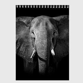 Скетчбук с принтом Слон в Тюмени, 100% бумага
 | 48 листов, плотность листов — 100 г/м2, плотность картонной обложки — 250 г/м2. Листы скреплены сверху удобной пружинной спиралью | animal | big | black   white | elephant | wild | большой | дикий | животное | слон | черно   белый