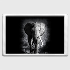 Магнит 45*70 с принтом Слон в Тюмени, Пластик | Размер: 78*52 мм; Размер печати: 70*45 | africa | animal | big | black   white | elephant | go | road | savannah | wild | африка | большой | дикий | дорога | животное | идет | саванна | слон | черно   белый