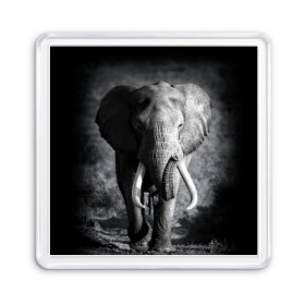 Магнит 55*55 с принтом Слон в Тюмени, Пластик | Размер: 65*65 мм; Размер печати: 55*55 мм | africa | animal | big | black   white | elephant | go | road | savannah | wild | африка | большой | дикий | дорога | животное | идет | саванна | слон | черно   белый