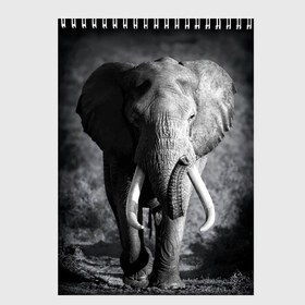 Скетчбук с принтом Слон в Тюмени, 100% бумага
 | 48 листов, плотность листов — 100 г/м2, плотность картонной обложки — 250 г/м2. Листы скреплены сверху удобной пружинной спиралью | africa | animal | big | black   white | elephant | go | road | savannah | wild | африка | большой | дикий | дорога | животное | идет | саванна | слон | черно   белый
