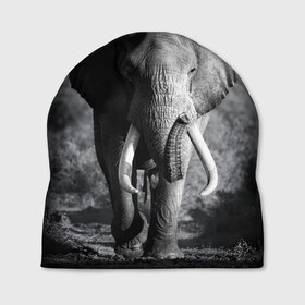 Шапка 3D с принтом Слон в Тюмени, 100% полиэстер | универсальный размер, печать по всей поверхности изделия | africa | animal | big | black   white | elephant | go | road | savannah | wild | африка | большой | дикий | дорога | животное | идет | саванна | слон | черно   белый