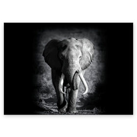 Поздравительная открытка с принтом Слон в Тюмени, 100% бумага | плотность бумаги 280 г/м2, матовая, на обратной стороне линовка и место для марки
 | Тематика изображения на принте: africa | animal | big | black   white | elephant | go | road | savannah | wild | африка | большой | дикий | дорога | животное | идет | саванна | слон | черно   белый