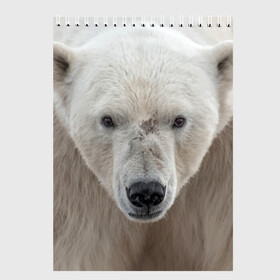 Скетчбук с принтом Белый медведь в Тюмени, 100% бумага
 | 48 листов, плотность листов — 100 г/м2, плотность картонной обложки — 250 г/м2. Листы скреплены сверху удобной пружинной спиралью | Тематика изображения на принте: animal | bear | eyes | head | north | polar | predator | white | wild | белый | взгляд | голова | дикий | животное | медведь | полярный | север | хищник