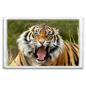 Магнит 45*70 с принтом Тигр в Тюмени, Пластик | Размер: 78*52 мм; Размер печати: 70*45 | angry | animal | beast | jaws | predator | teeth | tiger | животное | зверь | злой | клыки | оскал | пасть | тигр | хищник