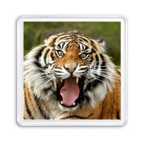 Магнит 55*55 с принтом Тигр в Тюмени, Пластик | Размер: 65*65 мм; Размер печати: 55*55 мм | Тематика изображения на принте: angry | animal | beast | jaws | predator | teeth | tiger | животное | зверь | злой | клыки | оскал | пасть | тигр | хищник