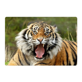 Магнитный плакат 3Х2 с принтом Тигр в Тюмени, Полимерный материал с магнитным слоем | 6 деталей размером 9*9 см | angry | animal | beast | jaws | predator | teeth | tiger | животное | зверь | злой | клыки | оскал | пасть | тигр | хищник