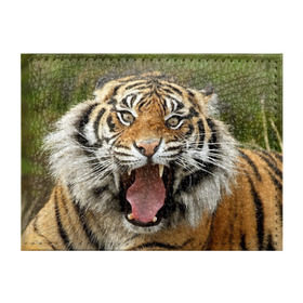 Обложка для студенческого билета с принтом Тигр в Тюмени, натуральная кожа | Размер: 11*8 см; Печать на всей внешней стороне | angry | animal | beast | jaws | predator | teeth | tiger | животное | зверь | злой | клыки | оскал | пасть | тигр | хищник