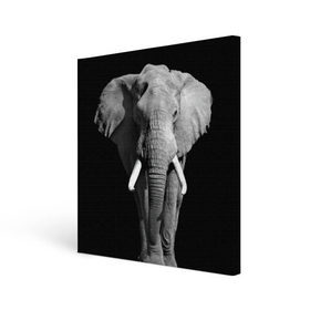 Холст квадратный с принтом Слон в Тюмени, 100% ПВХ |  | africa | big | black   white | elephant is an animal | shroud | tusks | африка | бивни | большой | животное | идет | савана | слон | черно   белый