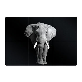 Магнитный плакат 3Х2 с принтом Слон в Тюмени, Полимерный материал с магнитным слоем | 6 деталей размером 9*9 см | Тематика изображения на принте: africa | big | black   white | elephant is an animal | shroud | tusks | африка | бивни | большой | животное | идет | савана | слон | черно   белый