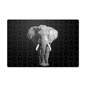 Пазл магнитный 126 элементов с принтом Слон в Тюмени, полимерный материал с магнитным слоем | 126 деталей, размер изделия —  180*270 мм | africa | big | black   white | elephant is an animal | shroud | tusks | африка | бивни | большой | животное | идет | савана | слон | черно   белый