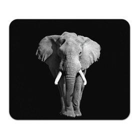 Коврик прямоугольный с принтом Слон в Тюмени, натуральный каучук | размер 230 х 185 мм; запечатка лицевой стороны | Тематика изображения на принте: africa | big | black   white | elephant is an animal | shroud | tusks | африка | бивни | большой | животное | идет | савана | слон | черно   белый