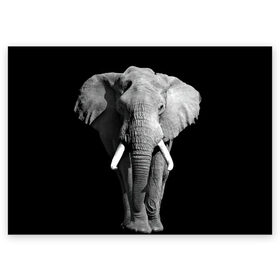 Поздравительная открытка с принтом Слон в Тюмени, 100% бумага | плотность бумаги 280 г/м2, матовая, на обратной стороне линовка и место для марки
 | Тематика изображения на принте: africa | big | black   white | elephant is an animal | shroud | tusks | африка | бивни | большой | животное | идет | савана | слон | черно   белый