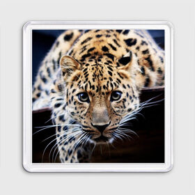 Магнит 55*55 с принтом Леопард в Тюмени, Пластик | Размер: 65*65 мм; Размер печати: 55*55 мм | взгляд | глаза | дикая кошка | леопард | хищник