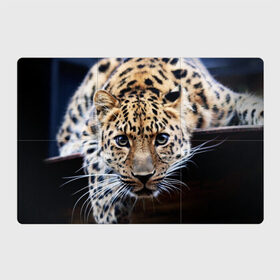 Магнитный плакат 3Х2 с принтом Леопард в Тюмени, Полимерный материал с магнитным слоем | 6 деталей размером 9*9 см | взгляд | глаза | дикая кошка | леопард | хищник