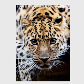 Скетчбук с принтом Леопард в Тюмени, 100% бумага
 | 48 листов, плотность листов — 100 г/м2, плотность картонной обложки — 250 г/м2. Листы скреплены сверху удобной пружинной спиралью | взгляд | глаза | дикая кошка | леопард | хищник