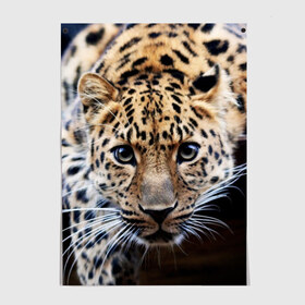 Постер с принтом Леопард в Тюмени, 100% бумага
 | бумага, плотность 150 мг. Матовая, но за счет высокого коэффициента гладкости имеет небольшой блеск и дает на свету блики, но в отличии от глянцевой бумаги не покрыта лаком | взгляд | глаза | дикая кошка | леопард | хищник