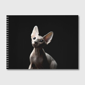 Альбом для рисования с принтом Сфинкс в Тюмени, 100% бумага
 | матовая бумага, плотность 200 мг. | Тематика изображения на принте: black | cat | взгляд | кот | котик | котэ | кошка | сфинкс | уши | черный