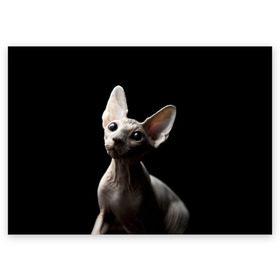 Поздравительная открытка с принтом Сфинкс в Тюмени, 100% бумага | плотность бумаги 280 г/м2, матовая, на обратной стороне линовка и место для марки
 | black | cat | взгляд | кот | котик | котэ | кошка | сфинкс | уши | черный