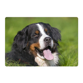 Магнитный плакат 3Х2 с принтом Бернский зенненхунд в Тюмени, Полимерный материал с магнитным слоем | 6 деталей размером 9*9 см | волкодав | дворняжка | домашние животные | любимец | мопс | овчарка | пес | песик | питомец | сенбернар | собака | собачка