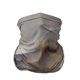 Бандана-труба 3D с принтом Лабрадор в Тюмени, 100% полиэстер, ткань с особыми свойствами — Activecool | плотность 150‒180 г/м2; хорошо тянется, но сохраняет форму | далматин | далматинец | дворняга | лабрадор | любимец | овчарка | пес | питомец | самоед | собака | собачка | щенок