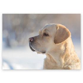 Поздравительная открытка с принтом Лабрадор в Тюмени, 100% бумага | плотность бумаги 280 г/м2, матовая, на обратной стороне линовка и место для марки
 | далматин | далматинец | дворняга | лабрадор | любимец | овчарка | пес | питомец | самоед | собака | собачка | щенок