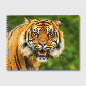 Альбом для рисования с принтом Тигр в Тюмени, 100% бумага
 | матовая бумага, плотность 200 мг. | Тематика изображения на принте: дикая кошка | животное | клыки | лев | тигр. tiger | хищник