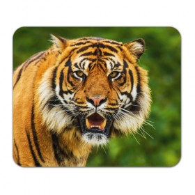 Коврик прямоугольный с принтом Тигр в Тюмени, натуральный каучук | размер 230 х 185 мм; запечатка лицевой стороны | дикая кошка | животное | клыки | лев | тигр. tiger | хищник