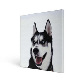 Холст квадратный с принтом Сибирский хаски в Тюмени, 100% ПВХ |  | Тематика изображения на принте: взгляд | голубые глаза | зима | сибирь | снег | собака | хаски | хаски бандит | холод