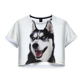 Женская футболка 3D укороченная с принтом Сибирский хаски в Тюмени, 100% полиэстер | круглая горловина, длина футболки до линии талии, рукава с отворотами | взгляд | голубые глаза | зима | сибирь | снег | собака | хаски | хаски бандит | холод