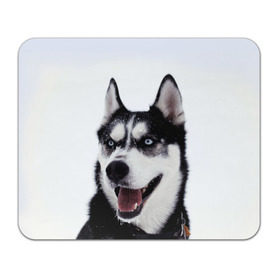 Коврик прямоугольный с принтом Сибирский хаски в Тюмени, натуральный каучук | размер 230 х 185 мм; запечатка лицевой стороны | взгляд | голубые глаза | зима | сибирь | снег | собака | хаски | хаски бандит | холод