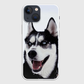 Чехол для iPhone 13 mini с принтом Сибирский хаски в Тюмени,  |  | взгляд | голубые глаза | зима | сибирь | снег | собака | хаски | хаски бандит | холод