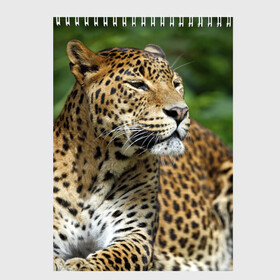 Скетчбук с принтом Леопард в Тюмени, 100% бумага
 | 48 листов, плотность листов — 100 г/м2, плотность картонной обложки — 250 г/м2. Листы скреплены сверху удобной пружинной спиралью | 