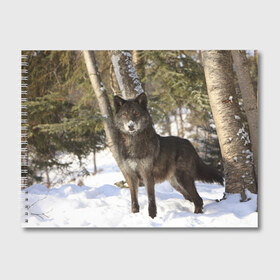 Альбом для рисования с принтом Король леса в Тюмени, 100% бумага
 | матовая бумага, плотность 200 мг. | волки | животные | зима | зимние | картинки | снег | фото
