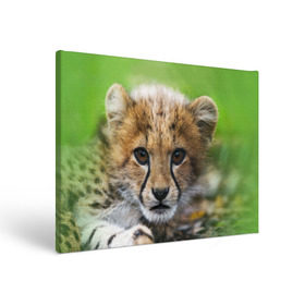 Холст прямоугольный с принтом Котёнок гепарда в Тюмени, 100% ПВХ |  | Тематика изображения на принте: гепард | дикая кошка | котёнок | кошка | лев | природа | тигр | хищник | ягуар
