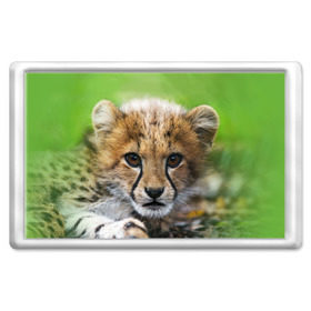 Магнит 45*70 с принтом Котёнок гепарда в Тюмени, Пластик | Размер: 78*52 мм; Размер печати: 70*45 | гепард | дикая кошка | котёнок | кошка | лев | природа | тигр | хищник | ягуар