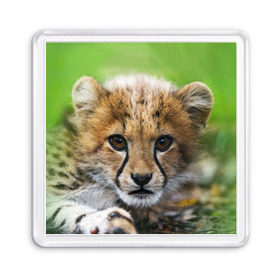 Магнит 55*55 с принтом Котёнок гепарда в Тюмени, Пластик | Размер: 65*65 мм; Размер печати: 55*55 мм | гепард | дикая кошка | котёнок | кошка | лев | природа | тигр | хищник | ягуар